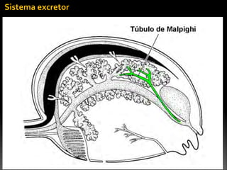 Sistema	
  excretor
 