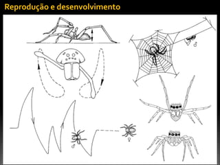 Reprodução	
  e	
  desenvolvimento
 