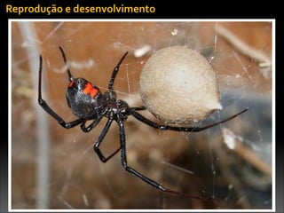 Reprodução	
  e	
  desenvolvimento
 