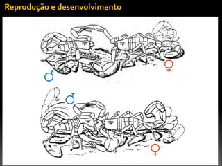 Fonte:	
  Lourenço,	
  2000
Reprodução	
  e	
  desenvolvimento
 