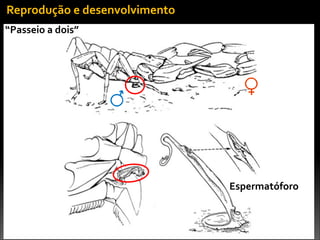 Fonte:	
  Lourenço,	
  2000
Reprodução	
  e	
  desenvolvimento
Espermatóforo
“Passeio	
  a	
  dois”
 