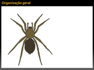 Organização	
  geral
 