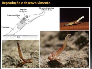 Reprodução	
  e	
  desenvolvimento
 