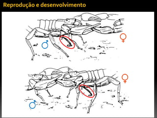 Fonte:	
  Lourenço,	
  2000
Reprodução	
  e	
  desenvolvimento
 