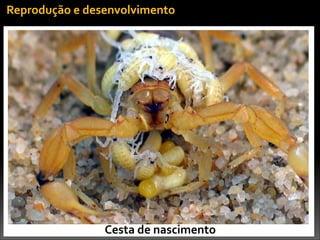 Cesta	
  de	
  nascimento
Reprodução	
  e	
  desenvolvimento
 