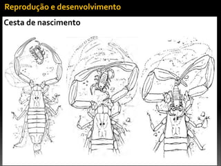 Cesta	
  de	
  nascimento
Reprodução	
  e	
  desenvolvimento
 