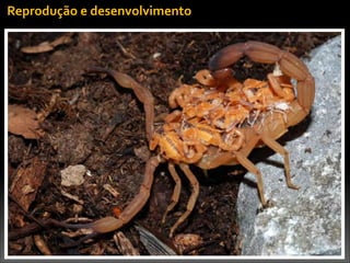 Reprodução	
  e	
  desenvolvimento
 