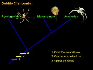 Arachnida
Subfilo	
  Chelicerata
Pycnogonida Merostomata
1
2
3 1. Cefalotórax e abdômen
2. Quelíceras e pedipalpos
3. 4 pares de pernas
 
