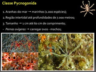 1. Aranhas-­‐do-­‐mar	
  →	
  marinhos	
  (1.000	
  espécies);	
  
2.Região	
  intertidal	
  até	
  profundidades	
  de	
  7.000	
  metros;	
  
3. Tamanho	
  →	
  1	
  cm	
  até	
  60	
  cm	
  de	
  comprimento;	
  
-­‐ Pernas	
  ovígeras	
  →	
  carregar	
  ovos	
  -­‐	
  machos;
Classe	
  Pycnogonida
 