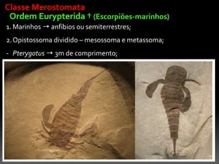 Ordem	
  Eurypterida	
  †	
  (Escorpiões-­‐marinhos)
1. Marinhos	
  →	
  anfíbios	
  ou	
  semiterrestres;	
  
2.Opistossoma	
  dividido	
  –	
  mesossoma	
  e	
  metassoma;	
  
-­‐ Pterygotus	
  →	
  3m	
  de	
  comprimento;
Classe	
  Merostomata
 