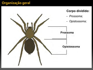 Organização	
  geral
Corpo dividido:
- Prossoma;
- Opistossoma;
 