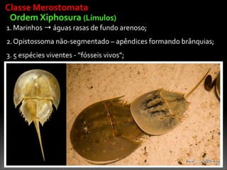 Ordem	
  Xiphosura	
  (Límulos)
1. Marinhos	
  →	
  águas	
  rasas	
  de	
  fundo	
  arenoso;	
  
2.Opistossoma	
  não-­‐segmentado	
  –	
  apêndices	
  formando	
  brânquias;	
  
3. 5	
  espécies	
  viventes	
  -­‐	
  “fósseis	
  vivos”;
Classe	
  Merostomata
 