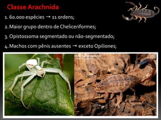 1. 60.000	
  espécies	
  →	
  11	
  ordens;	
  
2.Maior	
  grupo	
  dentro	
  de	
  Cheliceriformes;	
  
3. Opistossoma	
  segmentado	
  ou	
  não-­‐segmentado;	
  
4.Machos	
  com	
  pênis	
  ausentes	
  →	
  exceto	
  Opiliones;
Classe	
  Arachnida
 