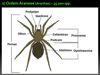 1)	
  Ordem	
  Araneae	
  (Aranhas)	
  –	
  35.000	
  spp.
 