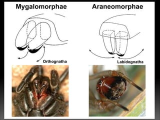 Mygalomorphae Araneomorphae
Orthognatha Labidognatha
 