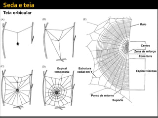 Teia orbicular
Seda	
  e	
  teia
 
