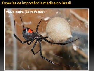 Espécies	
  de	
  importância	
  médica	
  no	
  Brasil
Viúva-negra (Latrodectus)
 