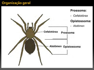 Organização	
  geral
Prossoma:
- Cefalotórax
Opistossoma:
- Abdômen
 