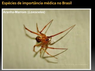 Aranha-Marrom (Loxoceles)
Espécies	
  de	
  importância	
  médica	
  no	
  Brasil
 