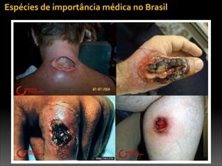 Espécies	
  de	
  importância	
  médica	
  no	
  Brasil
 