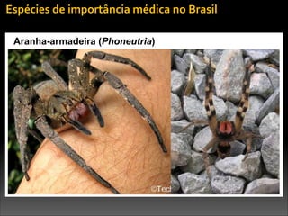 Aranha-armadeira (Phoneutria)
Espécies	
  de	
  importância	
  médica	
  no	
  Brasil
 