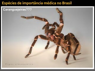 Caranguejeiras???
Espécies	
  de	
  importância	
  médica	
  no	
  Brasil
 