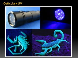 Cutícula	
  +	
  UV
 