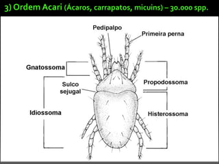 3)	
  Ordem	
  Acari	
  (Ácaros,	
  carrapatos,	
  micuins)	
  –	
  30.000	
  spp.
 