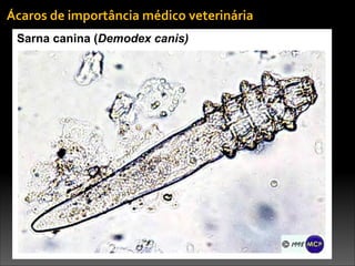 Sarna canina (Demodex canis)
Ácaros	
  de	
  importância	
  médico	
  veterinária
 