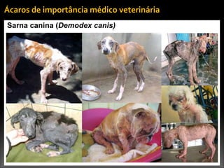 Sarna canina (Demodex canis)
Ácaros	
  de	
  importância	
  médico	
  veterinária
 