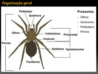 Organização	
  geral
Prossoma:
- Olhos;
- Quelíceras;
- Pedipalpos;
- Pernas;
 
