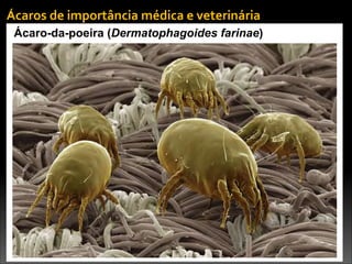 Ácaro-da-poeira (Dermatophagoides farinae)
Ácaros	
  de	
  importância	
  médica	
  e	
  veterinária
 