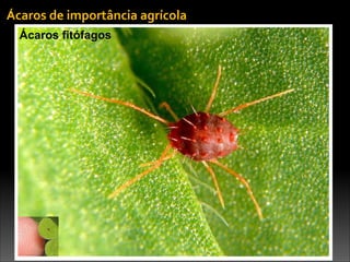 Ácaros	
  de	
  importância	
  agrícola
Ácaros fitófagos
 
