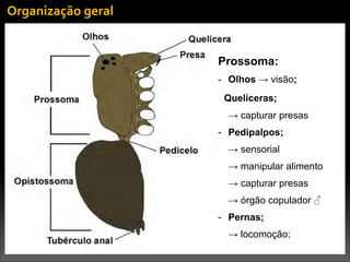 Organização	
  geral
Prossoma:
- Olhos → visão;
Quelíceras;
→ capturar presas
- Pedipalpos;
→ sensorial
→ manipular alimento
→ capturar presas
→ órgão copulador ♂
- Pernas;
→ locomoção;
 