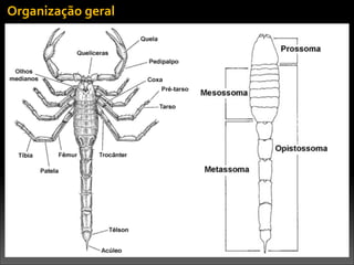 Organização	
  geral
 