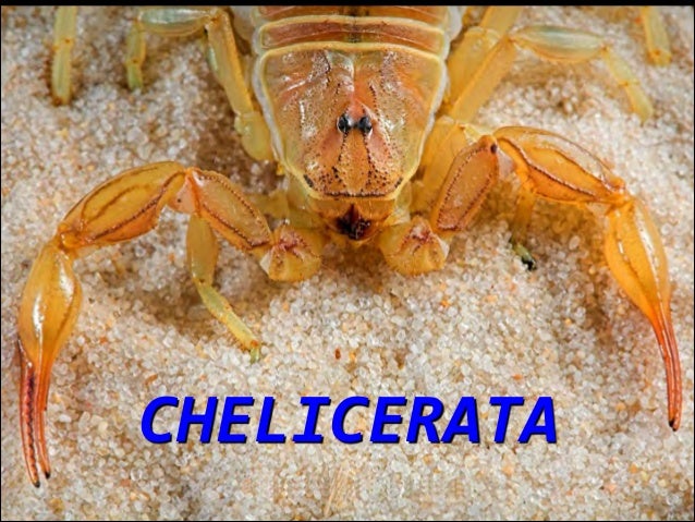 Chelicerata 2013