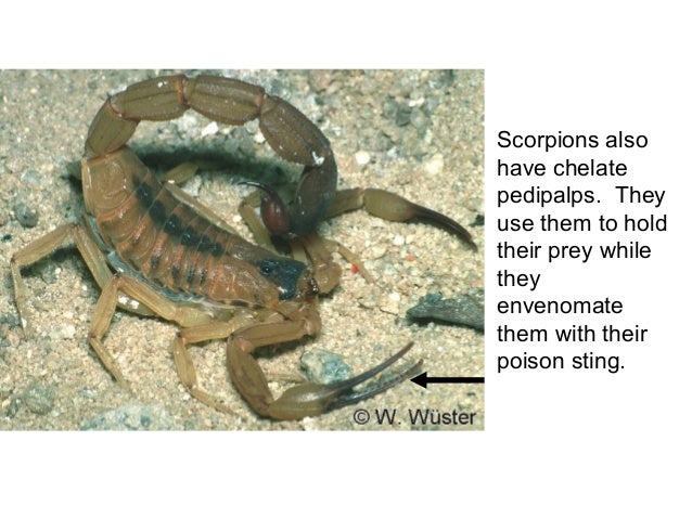 Subphylum chelicerata pdf to jpg