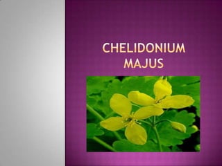 Chelidoniummajus 