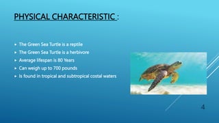 Chelone sp(Green Sea Turtle).pptxThe Green Sea Turtle is a reptile The ...
