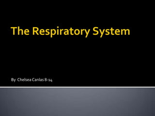 The Respiratory System By  Chelsea Canlas 8-14   