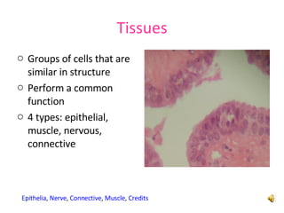 Tissues ,[object Object],[object Object],[object Object],Epithelia ,  Nerve ,  Connective ,  Muscle ,  Credits 