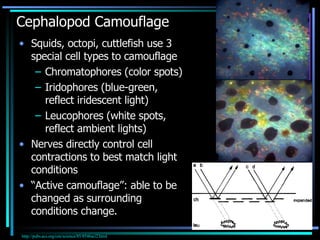 Cephalopod Camouflage ,[object Object],[object Object],[object Object],[object Object],[object Object],[object Object],http://pubs.acs.org/cen/science/85/8546sci2.html   