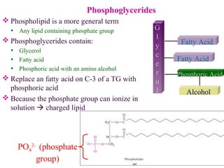 Phosphoglycerides
 Phospholipid is a more general term
• Any lipid containing phosphate group
 Phosphoglycerides contain:
• Glycerol
• Fatty acid
• Phosphoric acid with an amino alcohol
 Replace an fatty acid on C-3 of a TG with
phosphoric acid
 Because the phosphate group can ionize in
solution  charged lipid
G
l
y
c
e
r
o
l
Fatty Acid
Fatty Acid
Phosphoric Acid
Alcohol
PO4
2-
(phosphate
group)
 