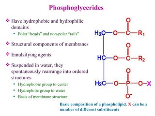 Phosphoglycerides
 Have hydrophobic and hydrophilic
domains
• Polar “heads” and non-polar “tails”
 Structural components of membranes
 Emulsifying agents
 Suspended in water, they
spontaneously rearrange into ordered
structures
• Hydrophobic group to center
• Hydrophilic group to water
• Basis of membrane structure
Basic composition of a phospholipid. X can be a
number of different substituents
 