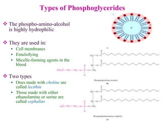 Types of Phosphoglycerides
 The phospho-amino-alcohol
is highly hydrophilic
 They are used in:
• Cell membranes
• Emulsifying
• Micelle-forming agents in the
blood
 Two types
• Ones made with choline are
called lecithin
• Those made with either
ethanolamine or serine are
called cephalins
 