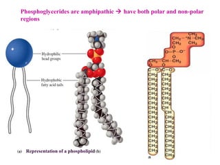 Phosphoglycerides are amphipathic  have both polar and non-polar
regions
Representation of a phospholipid
 