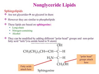 Nonglyceride Lipids
Sphingolipids
 Are not glycerides no glycerol in them
 However they are similar to phospholipids
 These lipids are based on sphingosine:
• Long-chain
• Nitrogen-containing
• Alcohol
 They can be modified by adding different “polar head” groups and non-polar
fatty acid “tails”(via amide bond to N atom)
Fatty acids
attach here
“polar head”
groups attach
here
 