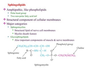 Sphingolipids
 Amphipathic, like phospholipids
• Polar head group
• Two non-polar fatty acid tail
 Structural component of cellular membranes
 Major categories
• Sphingomyelins
 Structural lipid of nerve cell membranes
 Myelin sheath feature
• Glycosphingolipids
 Also important components of muscle & nerve membranes
 