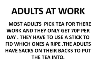 ADULTS AT WORKMOST ADULTS  PICK TEA FOR THERE WORK AND THEY ONLY GET 70P PER DAY . THEY HAVE TO USE A STICK TO FID WHICH ONES A RIPE .THE ADULTS HAVE SACKS ON THEIR BACKS TO PUT THE TEA INTO. 