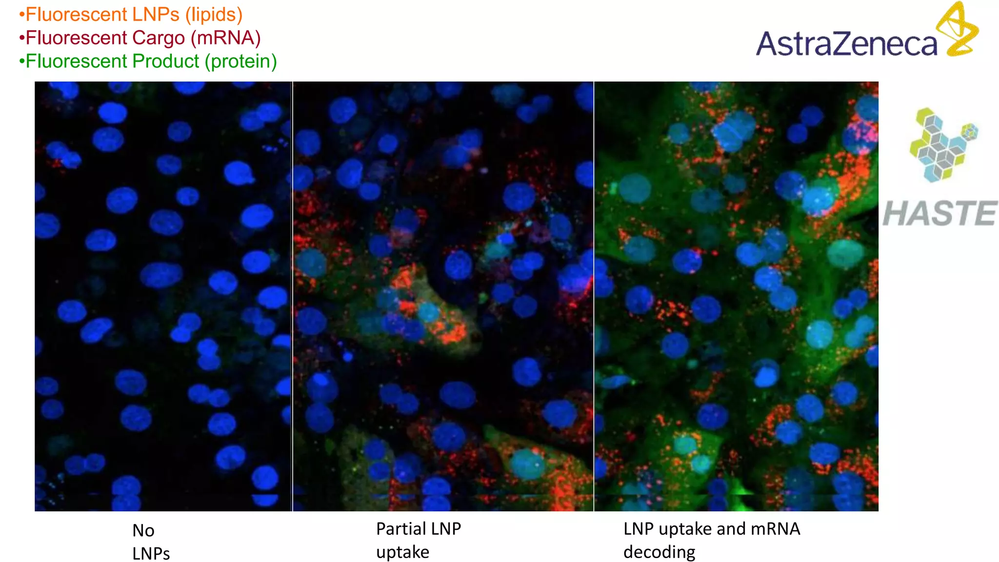 •Fluorescent LNPs (lipids)
•Fluorescent Cargo (mRNA)
•Fluorescent Product (protein)
No
LNPs
Partial LNP
uptake
LNP uptake and mRNA
decoding
 